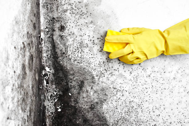 Reliable San Antonio, TX Mold Removal Solutions