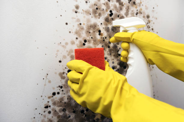 Best Emergency Mold Removal  in San Antonio, TX