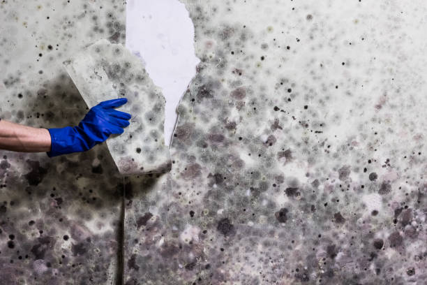 Mold Removal Process in San Antonio, TX